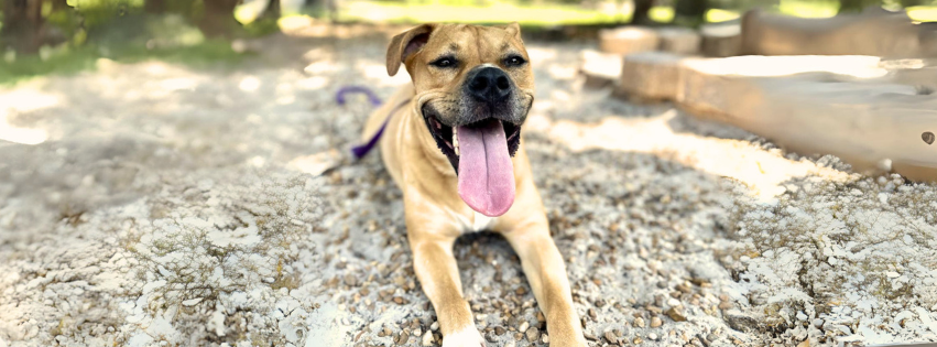 Suncoast News Network Features HSSC Adoptable Dog, Bella