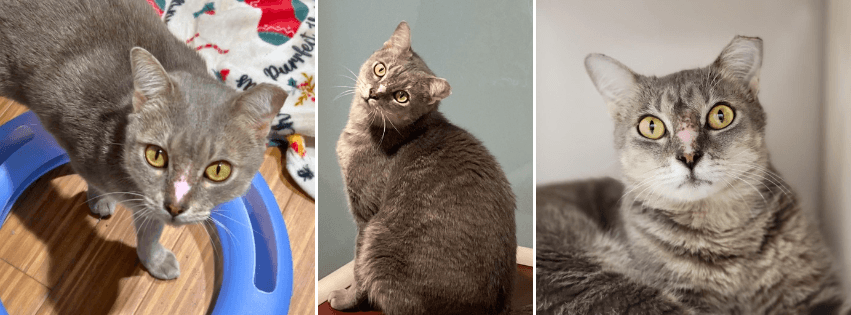 Suncoast News Network Features HSSC Adoptable Cat, Pippin