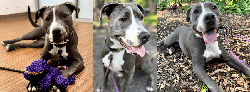 Suncoast News Network Features HSSC Adoptable Dog, Lollipop