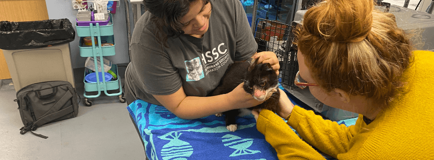 Wet and Injured, Lost Cat Finds Refuge at HSSC ahead of Helene