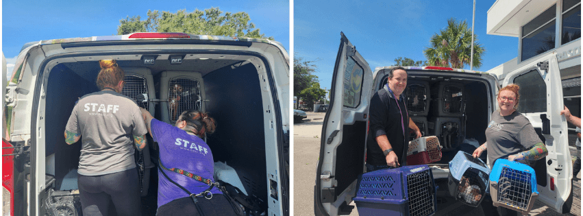 Buddy Boy and 20 Friends Arrive at HSSC after Hurricane Helene