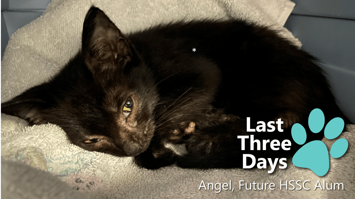 Last Three Days | A Tale of Two Kittens